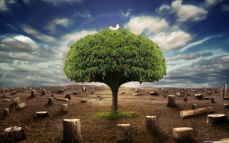 Solitary tree in a barren landscape