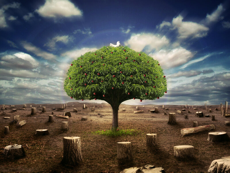 Solitary tree in a barren landscape