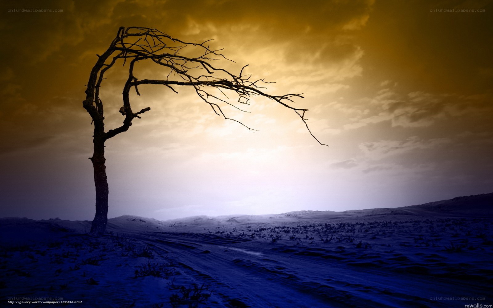 Solitary tree in a barren landscape