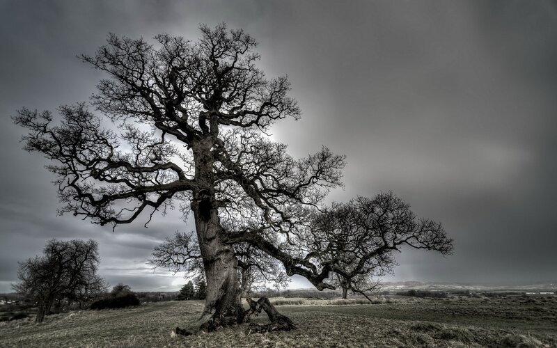 Solitary tree in a bleak landscape