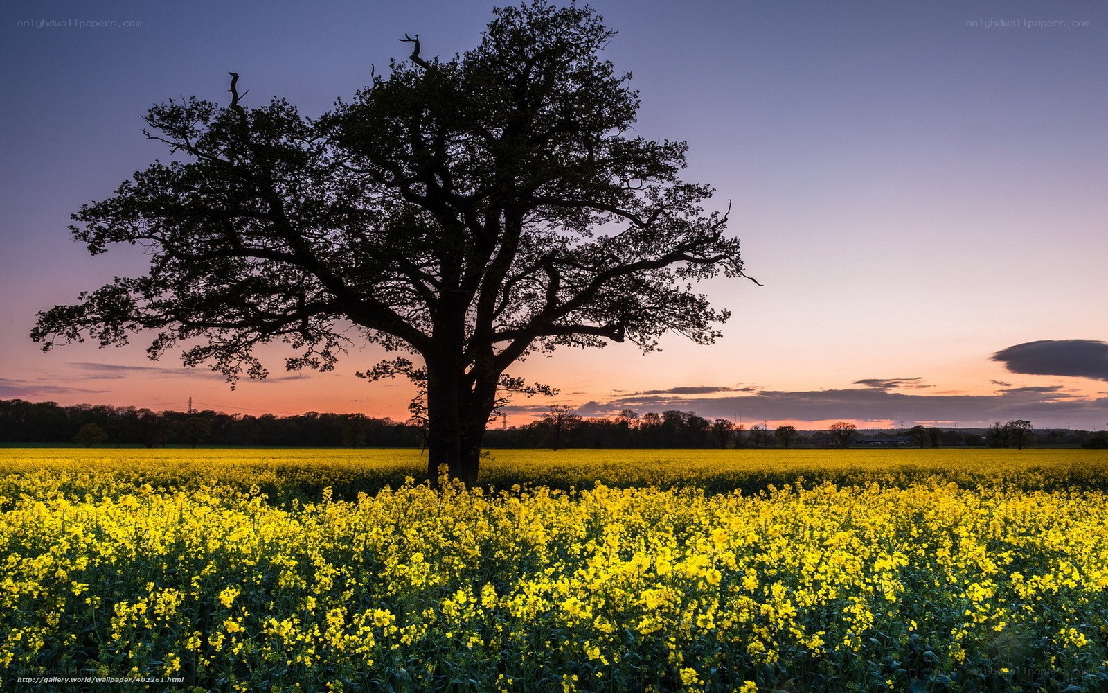 Solitary tree in a canola field