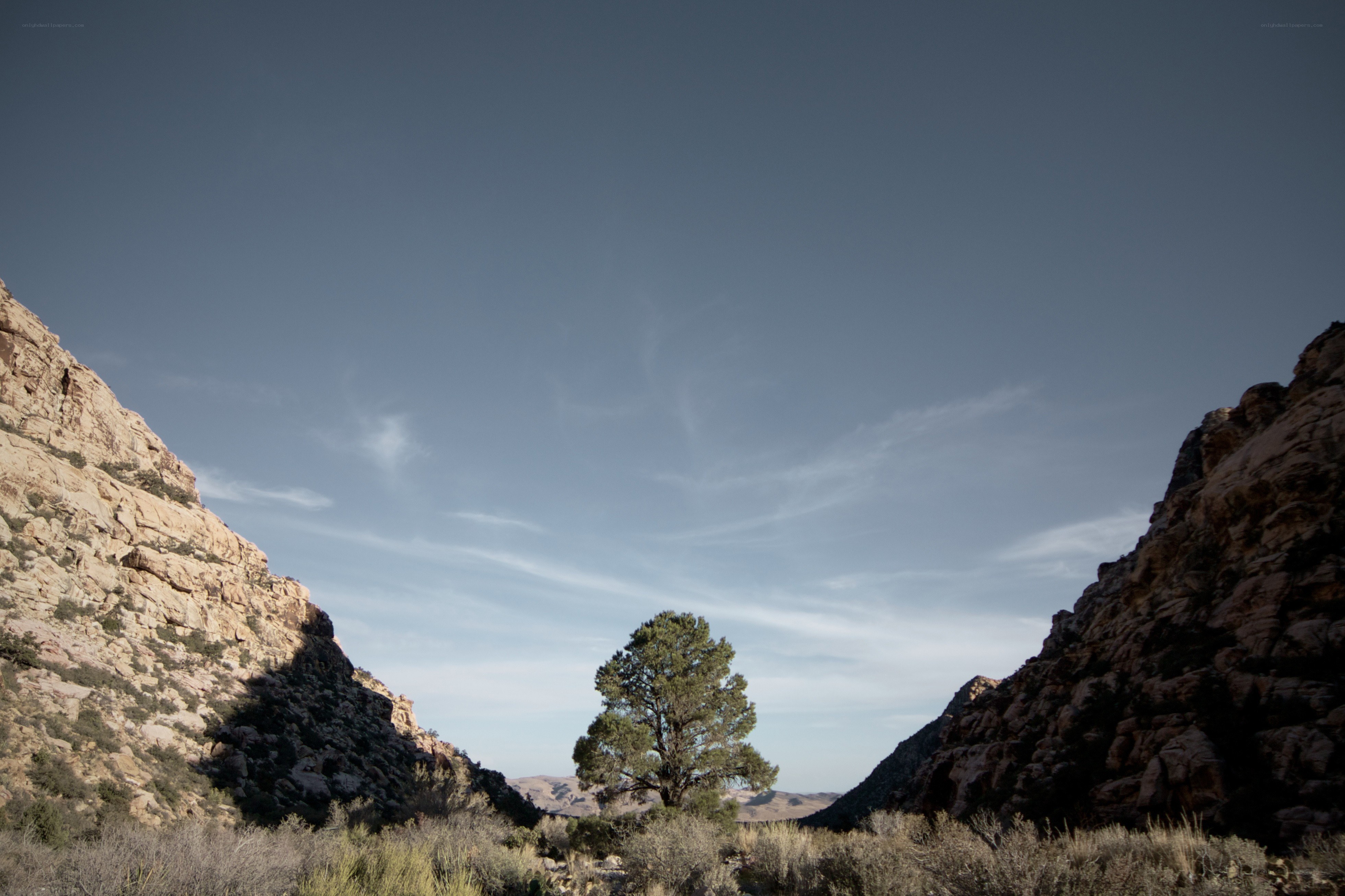 Solitary tree in a canyon