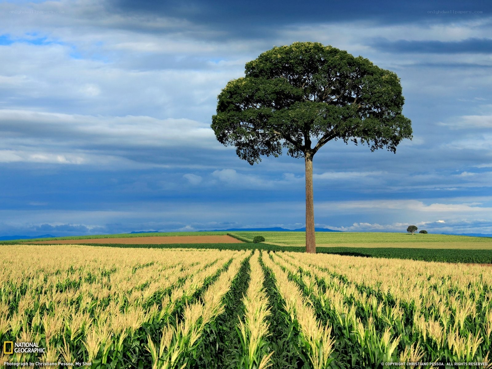 Solitary tree in a cornfield