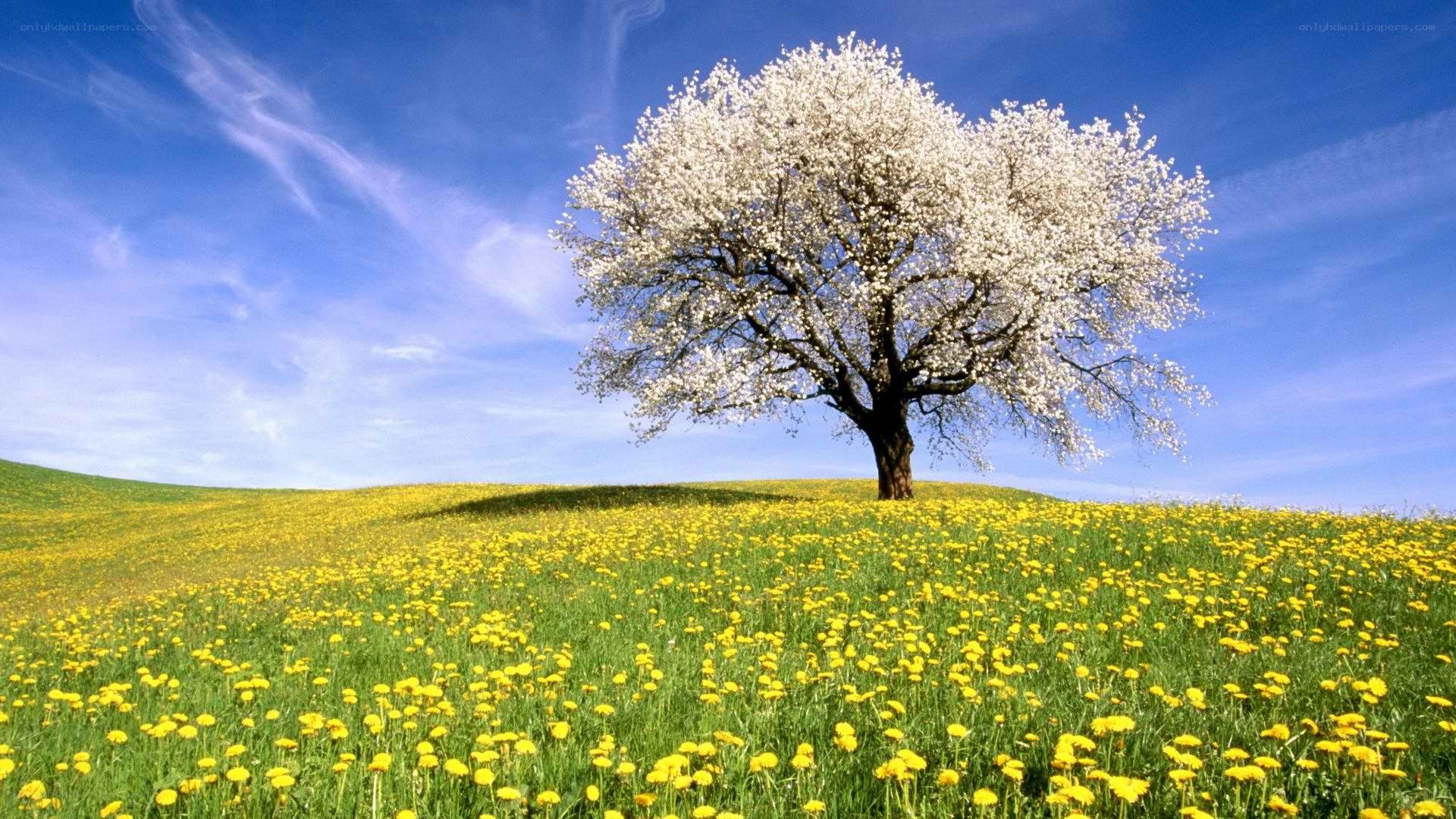 solitary tree in a dandelion field