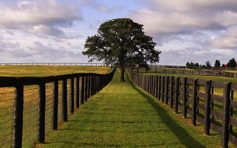 Solitary tree in a fenced field
