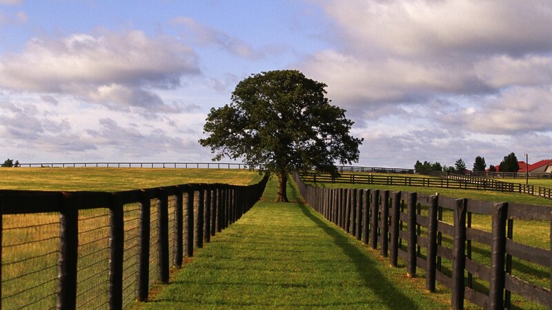 Solitary tree in a fenced field