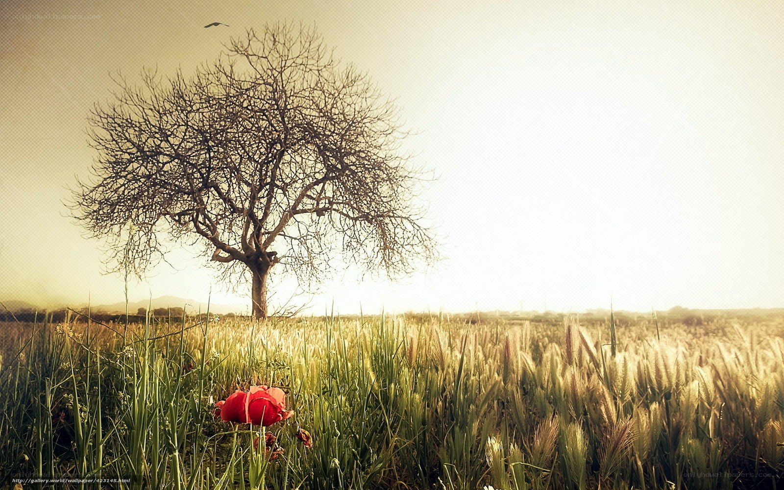 Solitary tree in a field