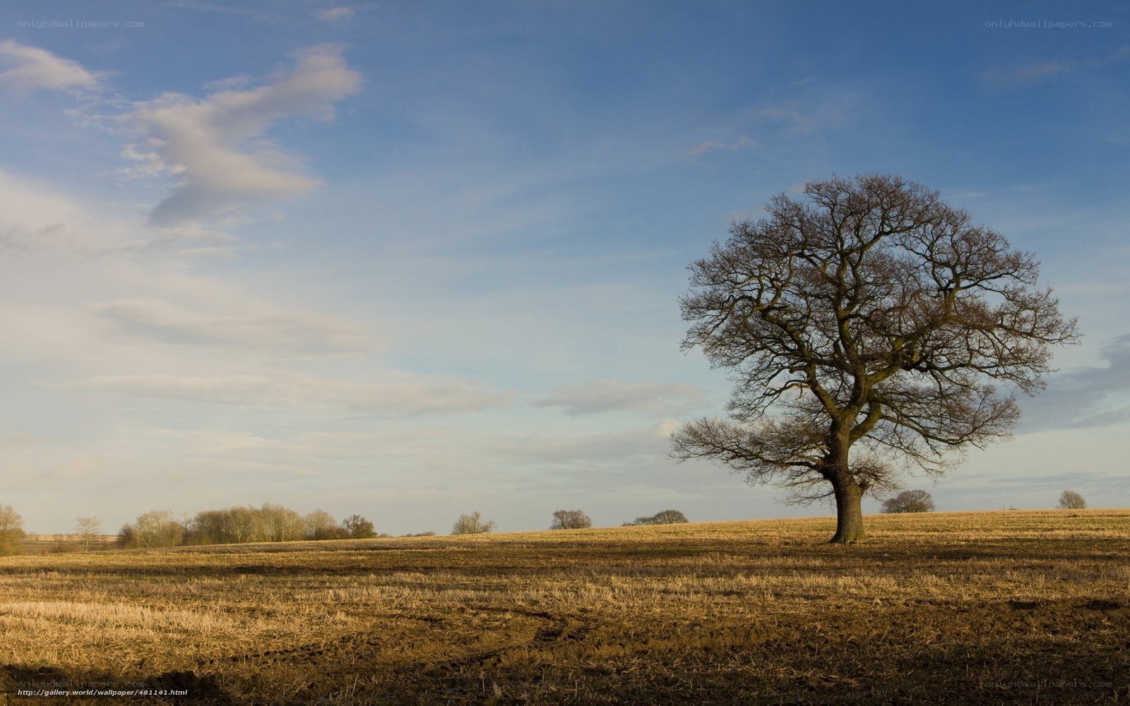 Solitary tree in a field