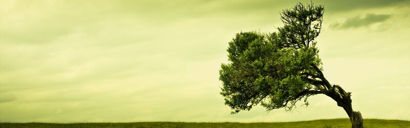 Solitary tree in a field