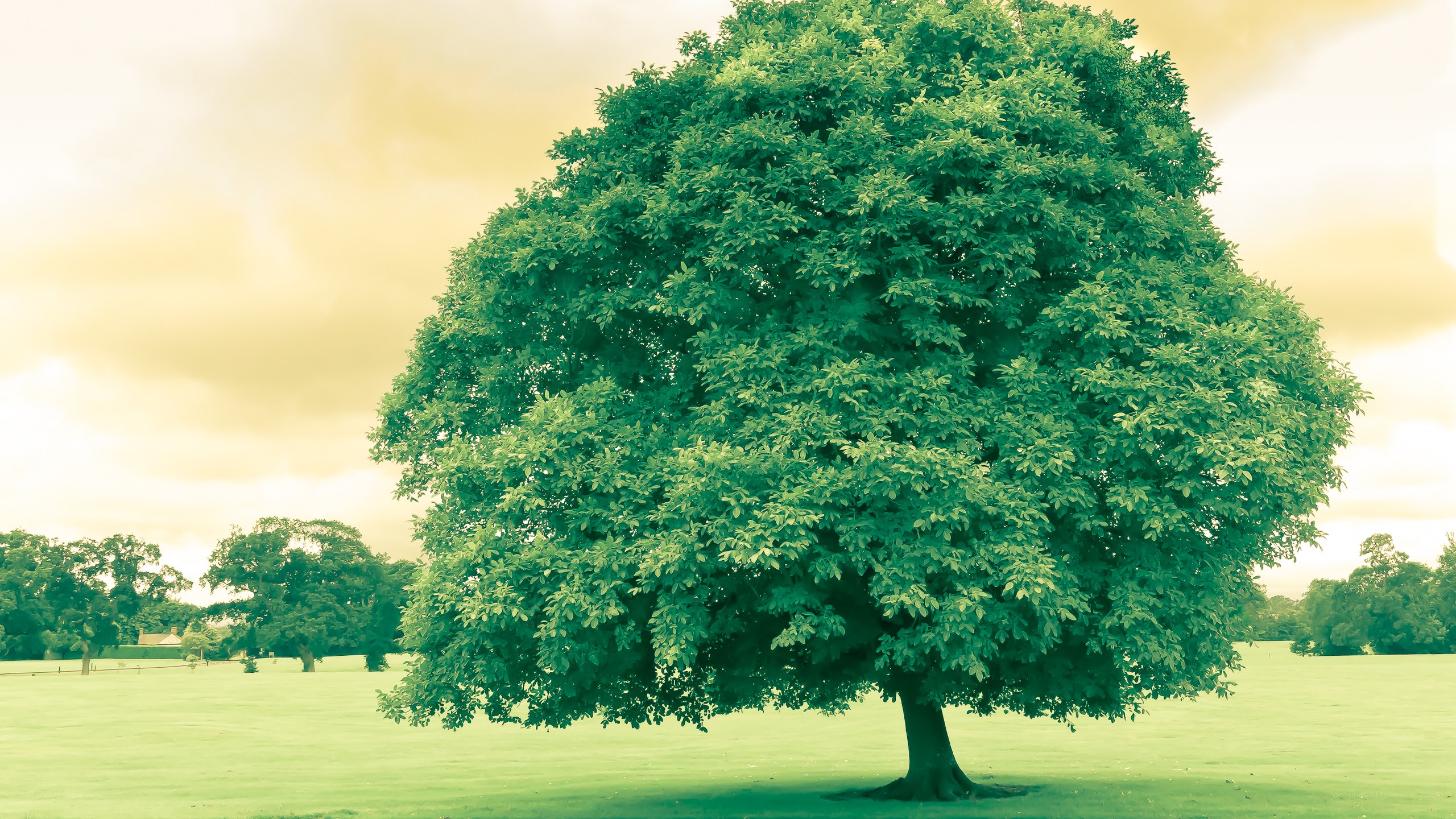 solitary tree in a field