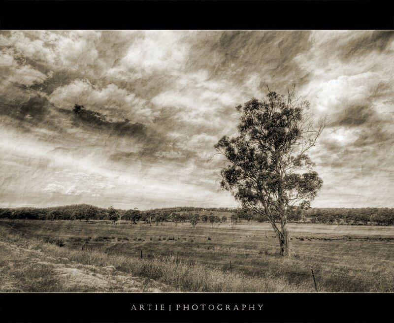 Solitary tree in a field