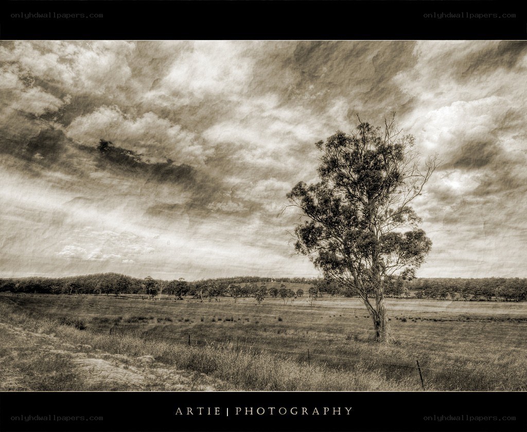 Solitary tree in a field