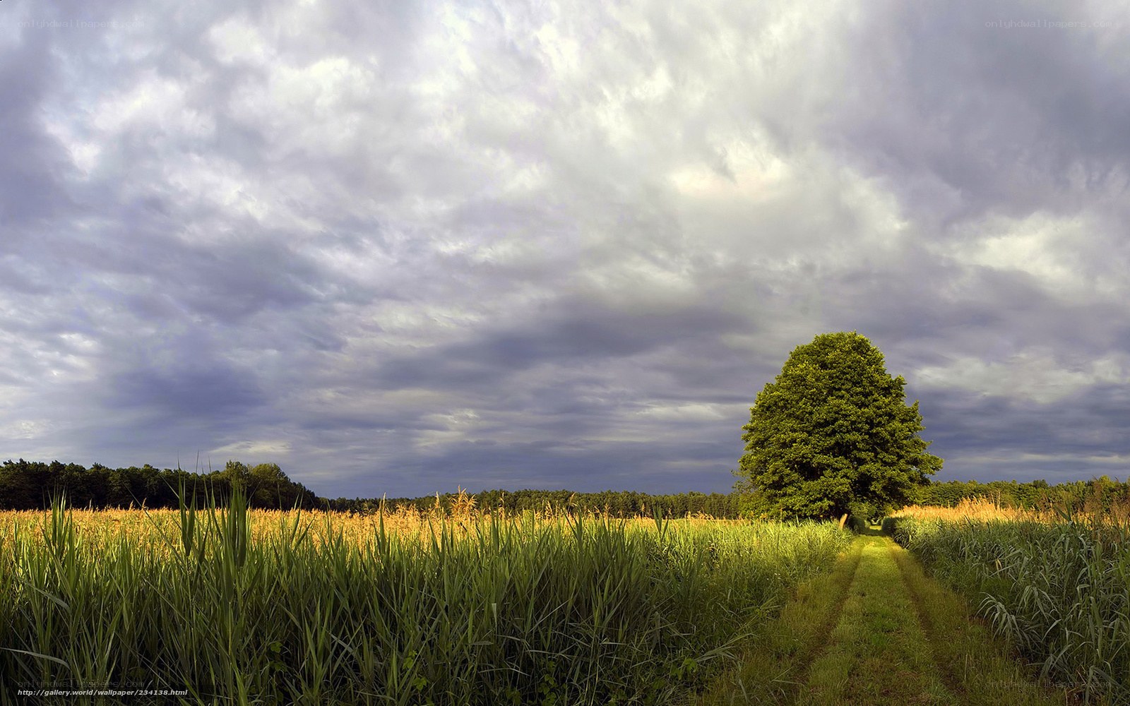 Solitary tree in a field