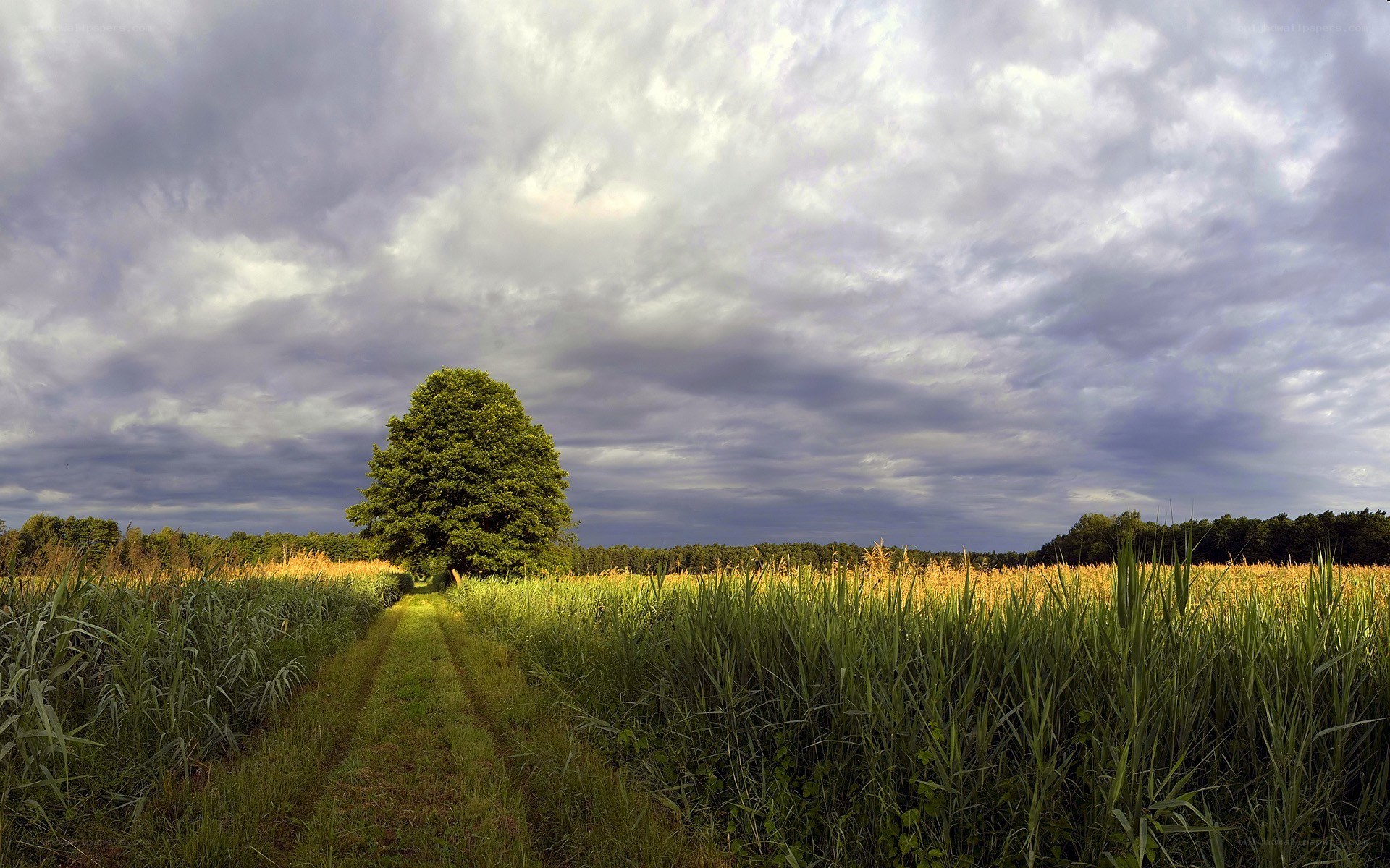 Solitary tree in a field