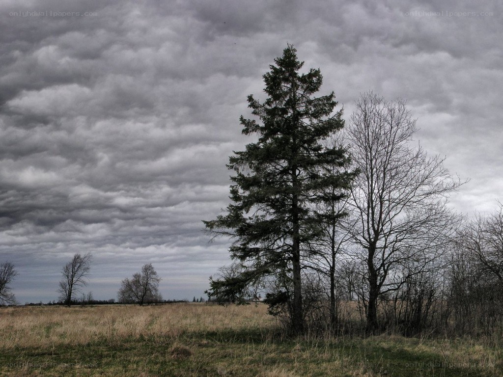 Solitary tree in a field