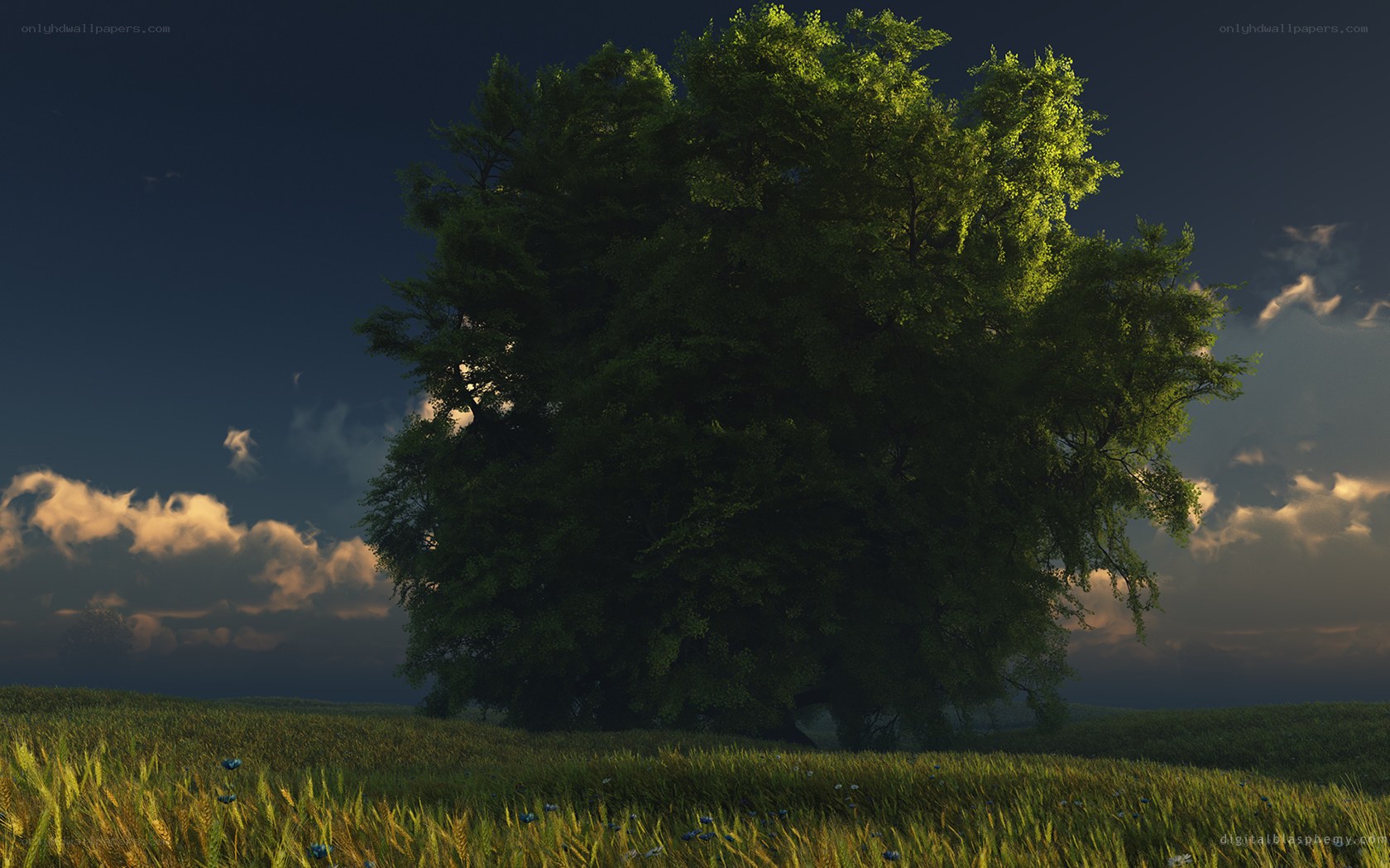 Solitary tree in a field
