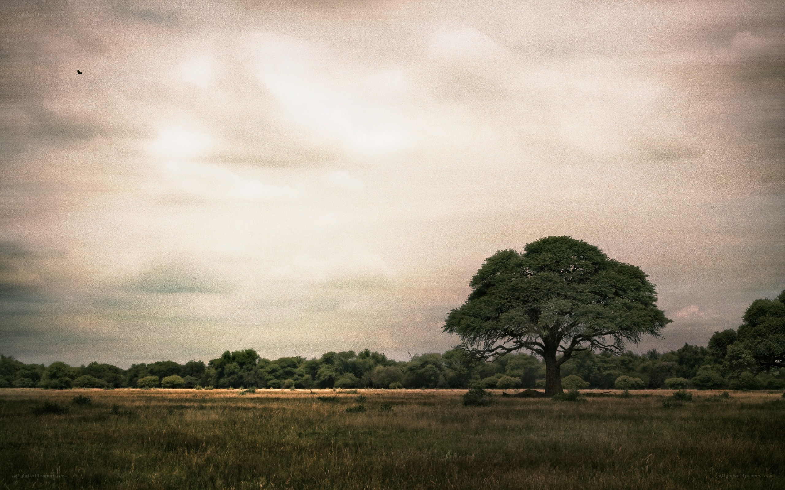 Solitary tree in a field