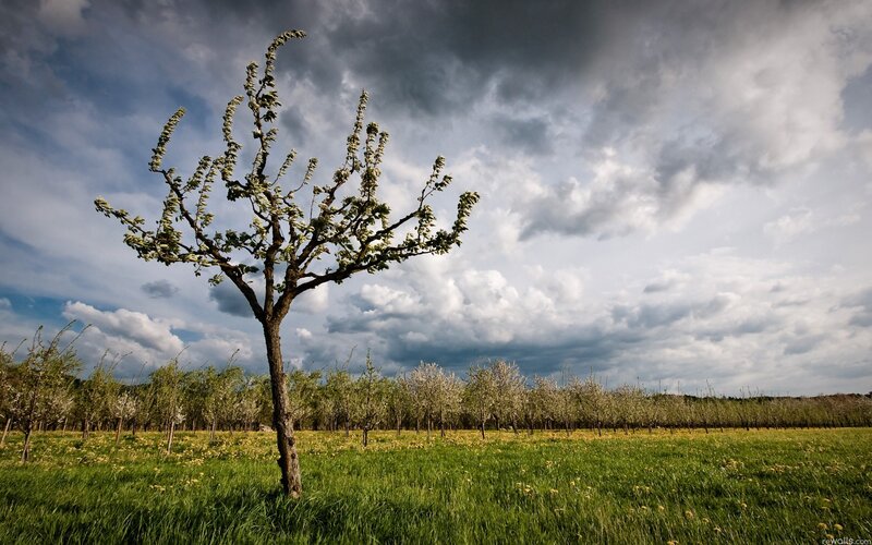 Solitary tree in a field