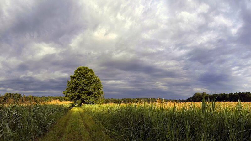 Solitary tree in a field