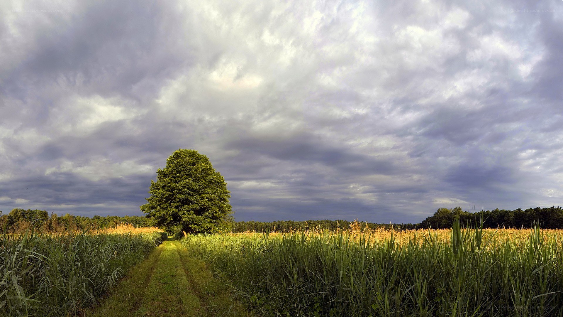 Solitary tree in a field