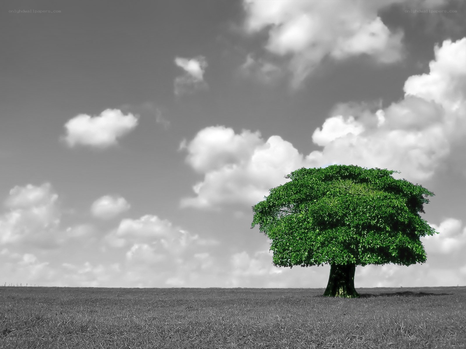 solitary tree in a field