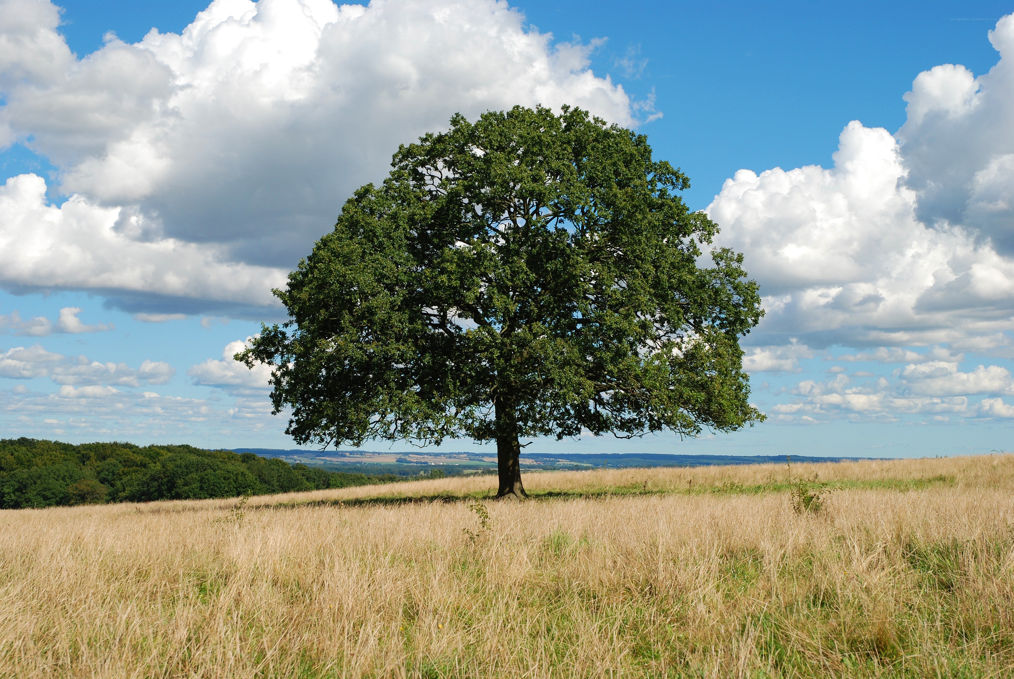 Solitary tree in a field