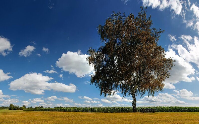 solitary tree in a field