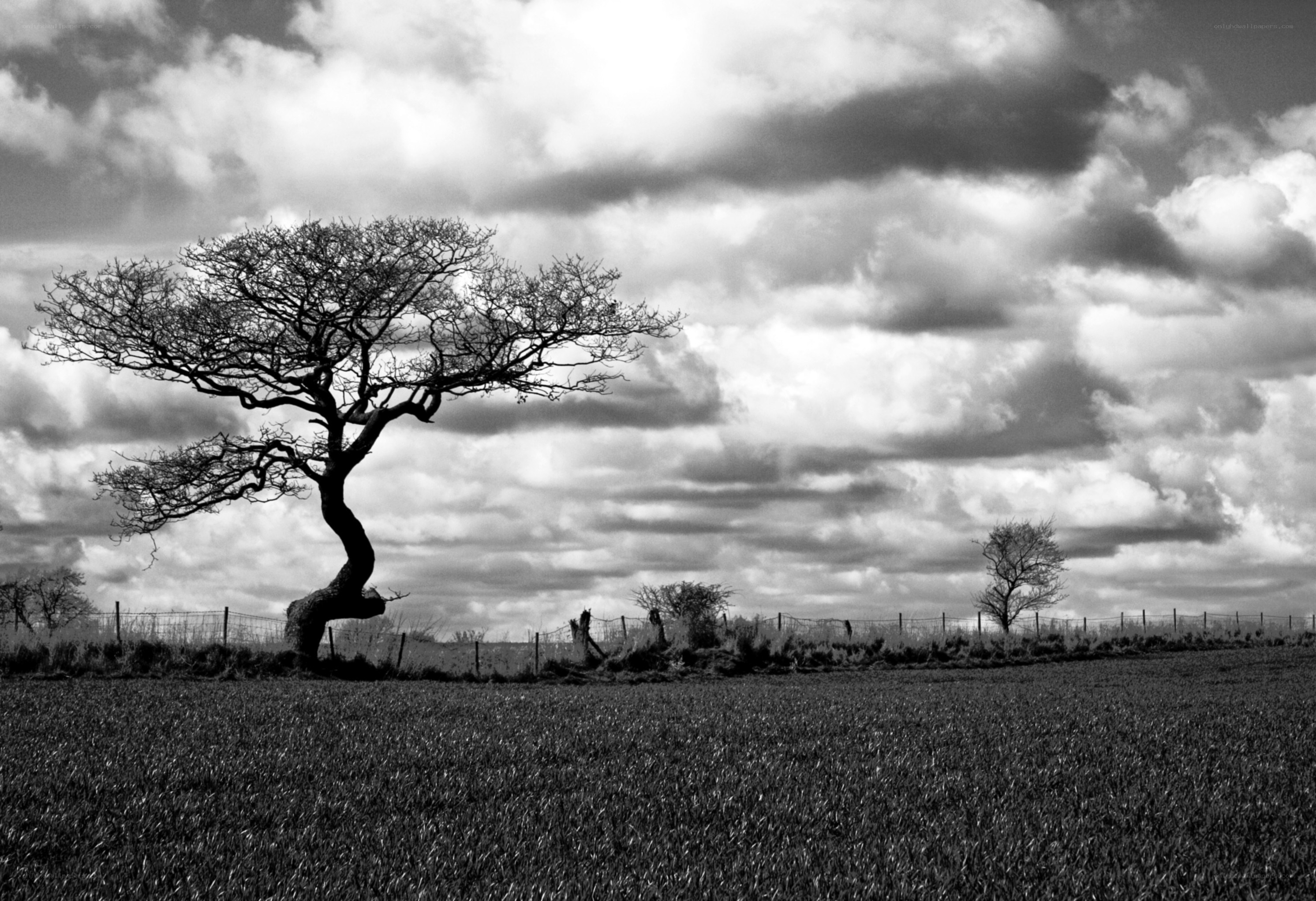 Solitary tree in a field