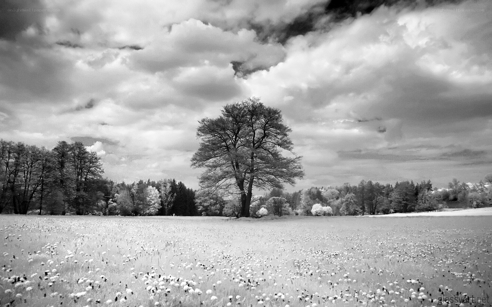 Solitary tree in a field