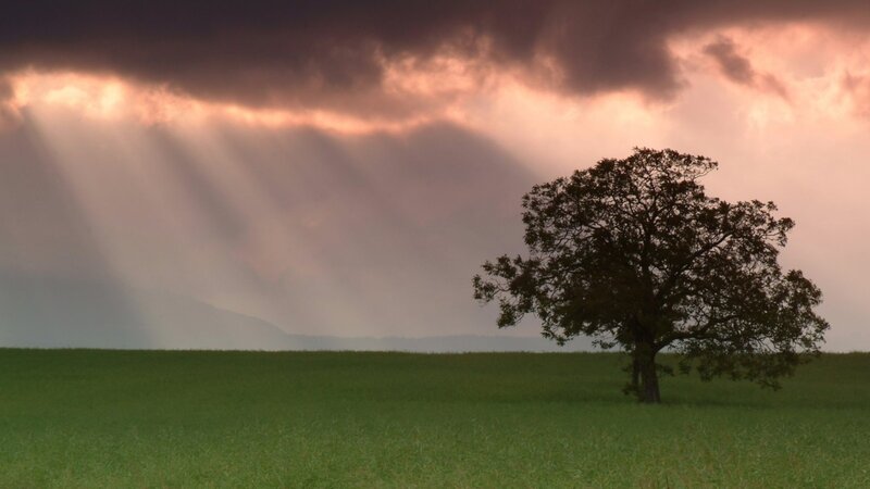 Solitary tree in a field
