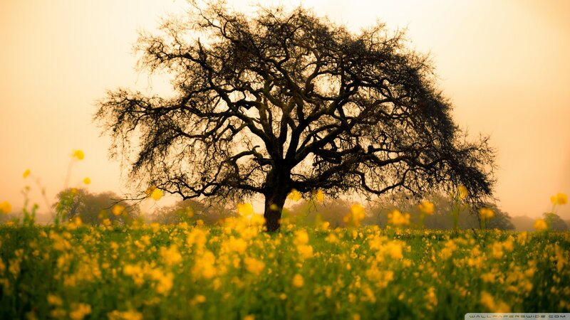 solitary tree in a field