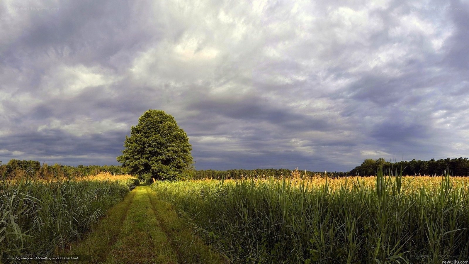 Solitary tree in a field