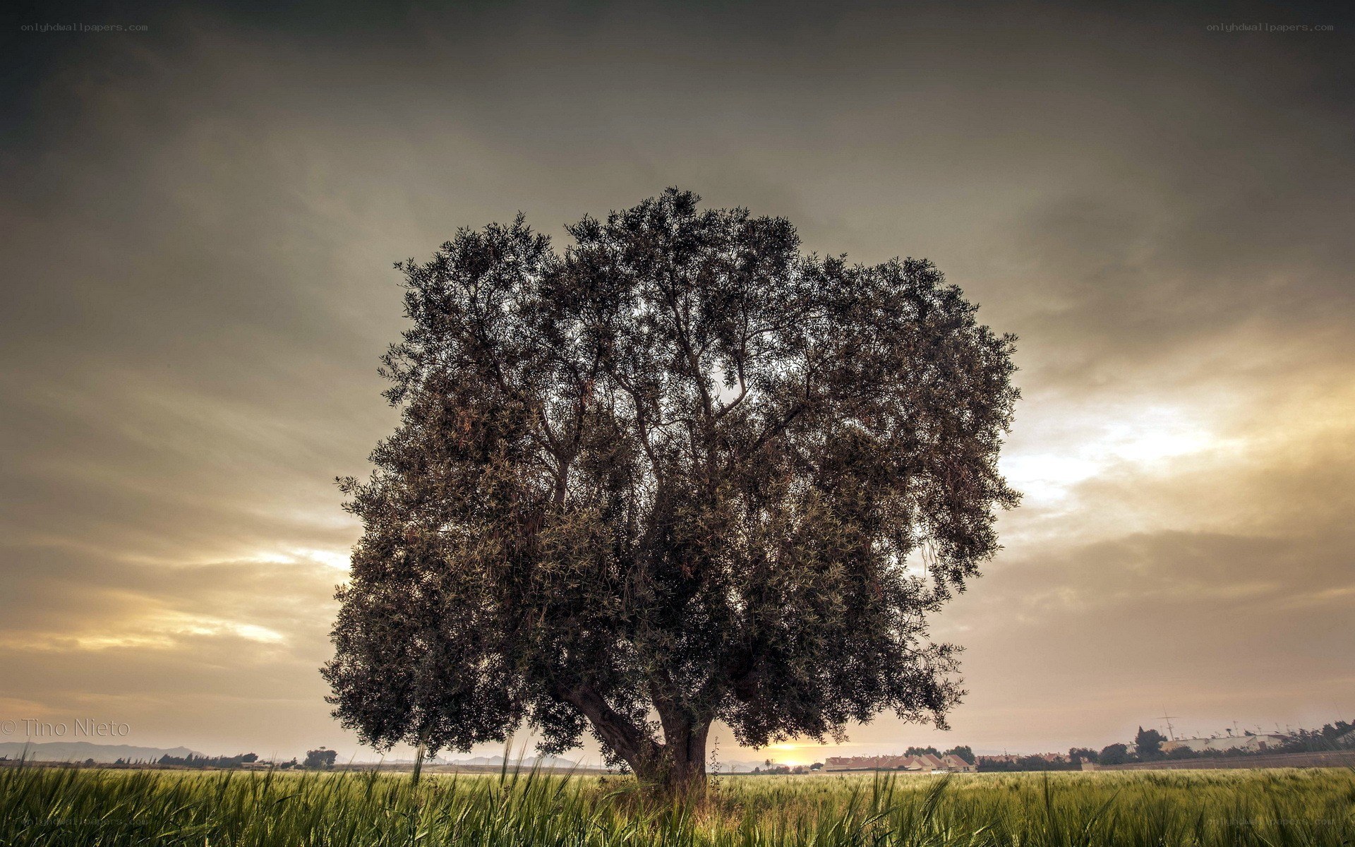 Solitary tree in a field