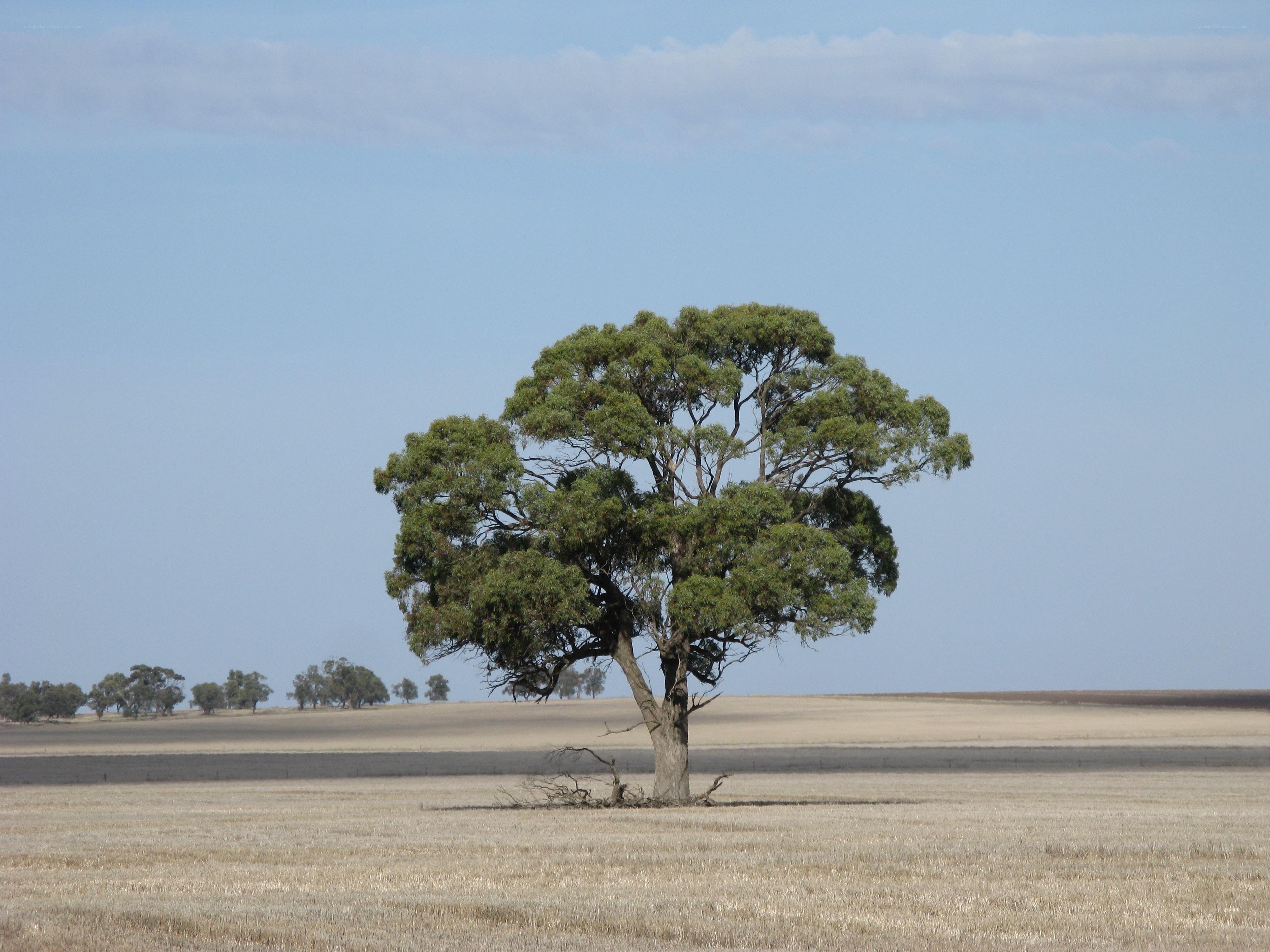 Solitary tree in a field