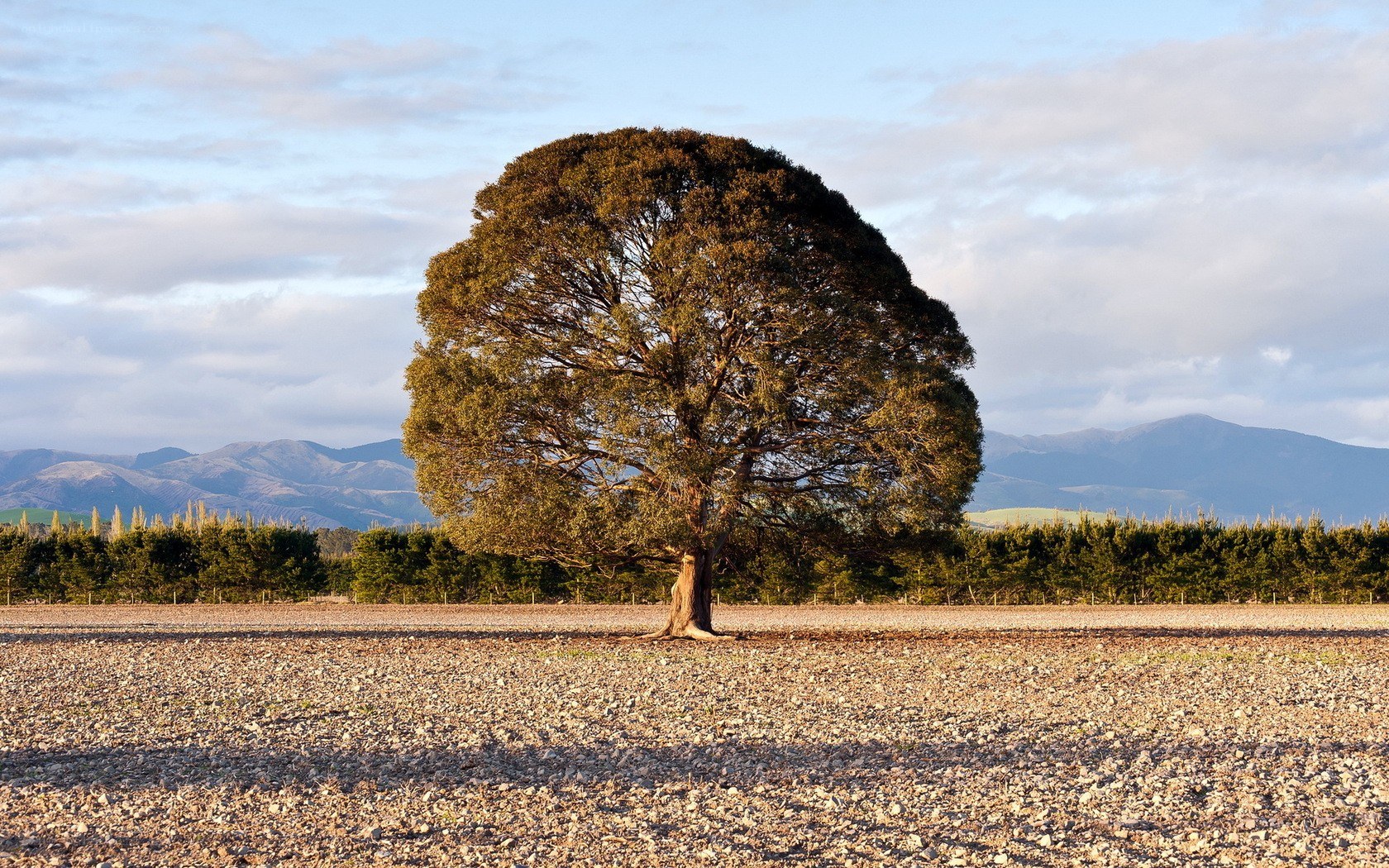 Solitary tree in a field