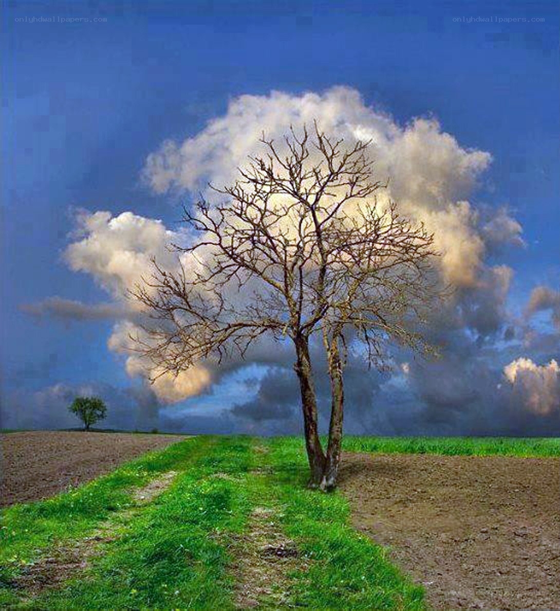 Solitary tree in a field