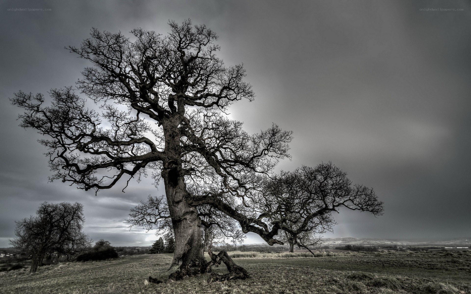 Solitary tree in a field