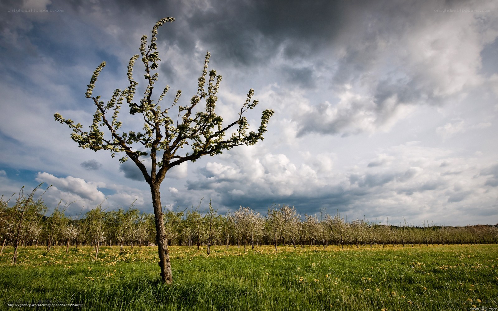 Solitary tree in a field