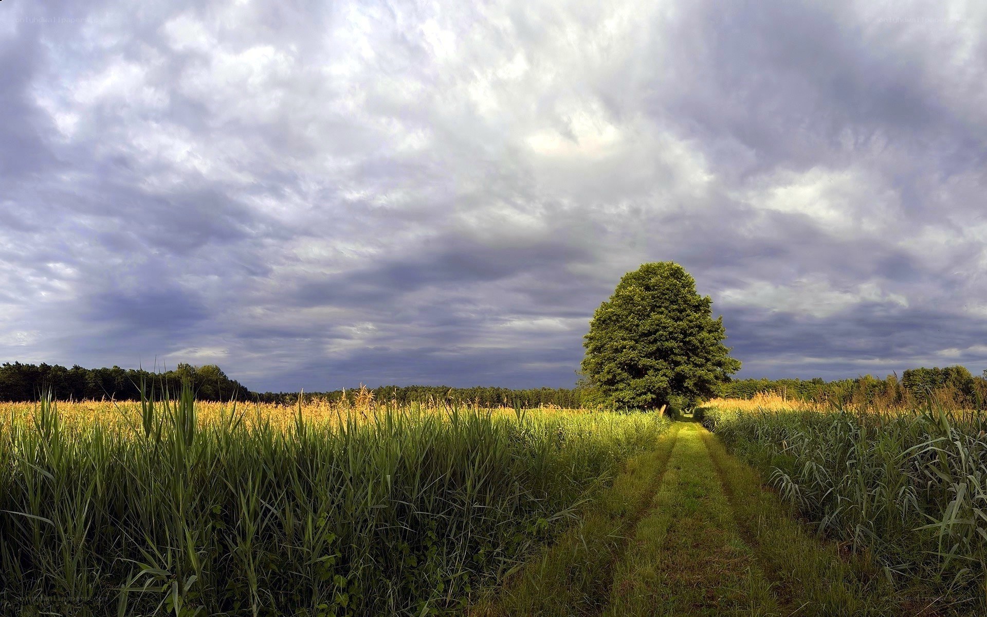 Solitary tree in a field