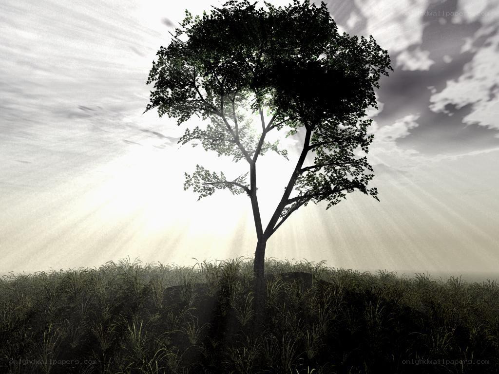 Solitary tree in a field