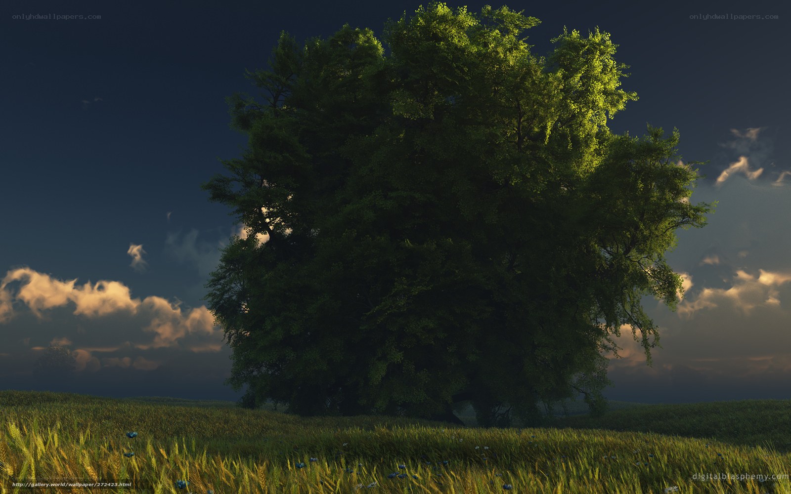 Solitary tree in a field