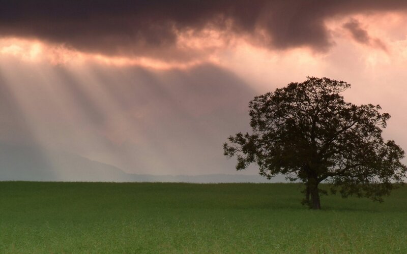 Solitary tree in a field at sunset