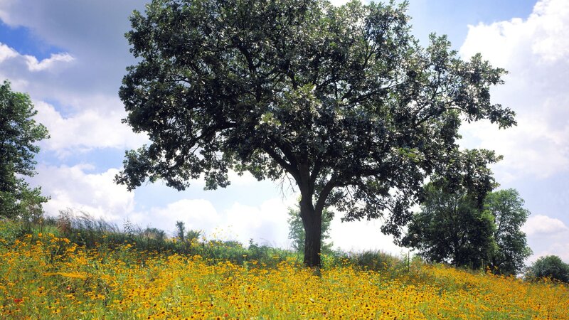 Solitary tree in a field of flowers