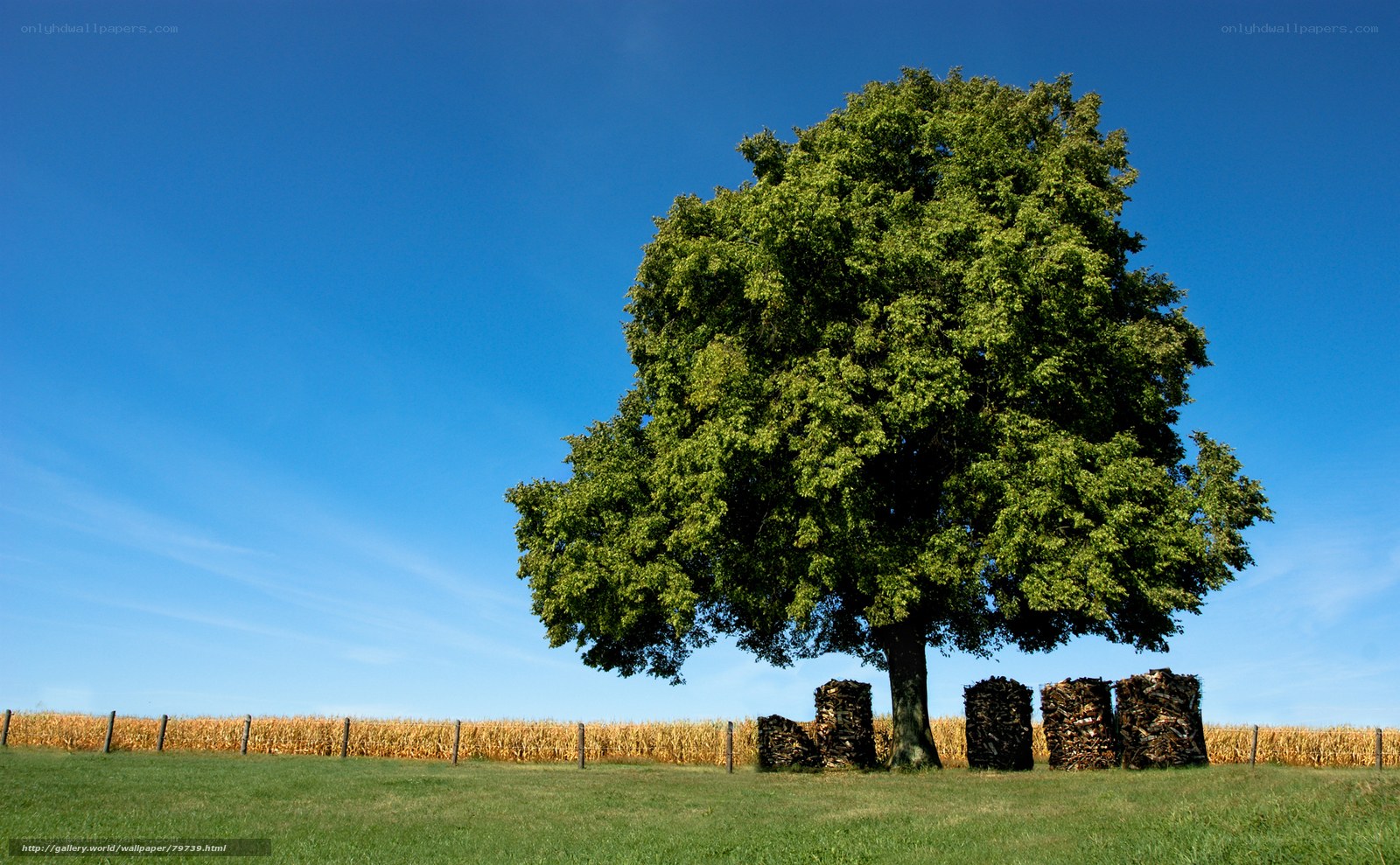 Solitary tree in a field