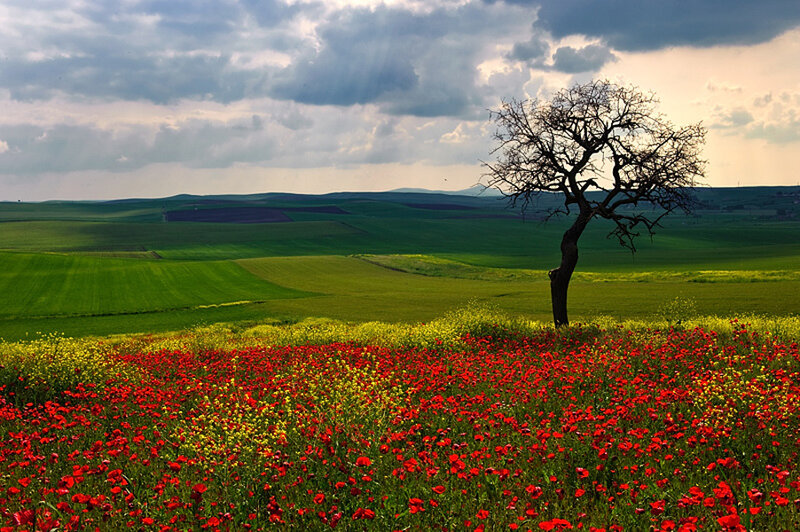 Solitary tree in a flower field