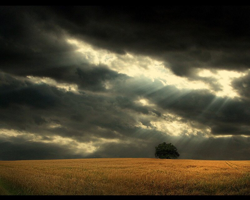 Solitary tree in a golden field
