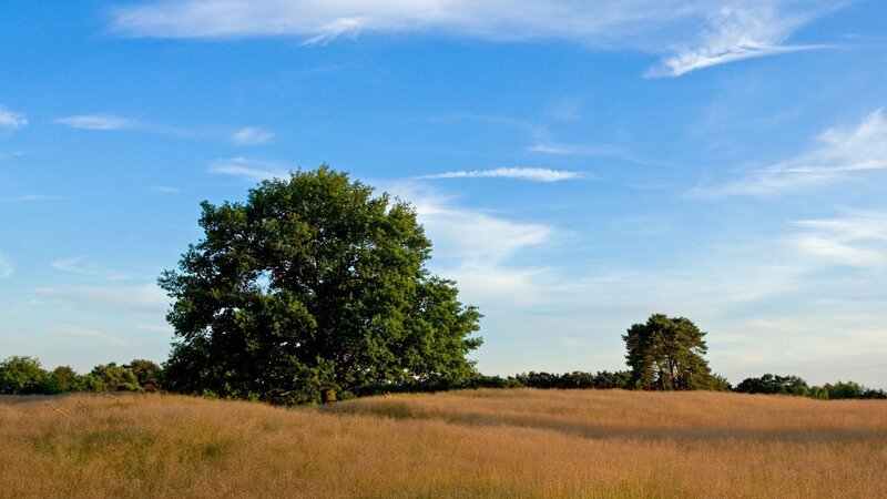Solitary tree in a golden field