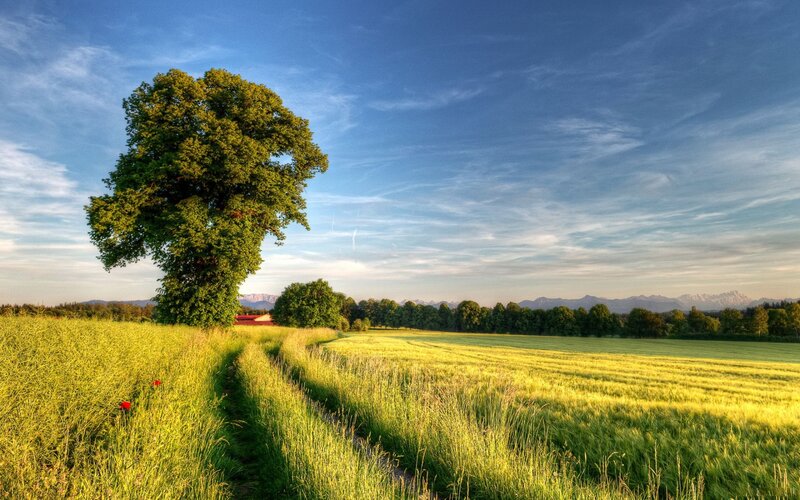 Solitary tree in a golden field