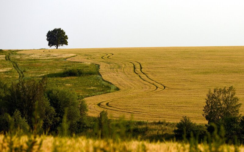 Solitary tree in a golden field