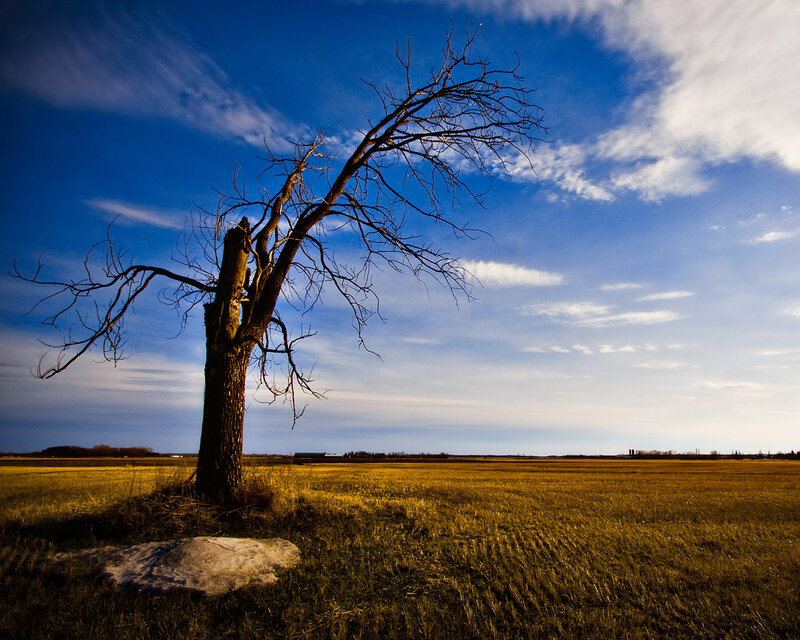 Solitary tree in a golden field